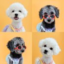 놀자멍멍아(놀멍) 이미지