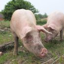 동계축산 이미지