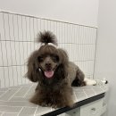 쁘띠꼬미