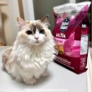 유원사이언스 | 새끼고양이 설사때문에 급여시작 4년째, 오리지날 울트라 닭&amp;연어 캣레시피 내추럴발란스 기호성 좋은...