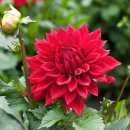 달달리아 이미지