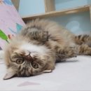 냥냥호텔 이미지