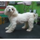 쁘띠 펫 살롱 이미지