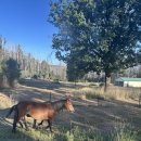 타이어마을 | 야생말들이 뛰어 다니는 Bago 캠핑 후기 ㅡ 타이어 터짐, 사슴 사냥, 포리징, 금 채굴, 상어밥