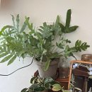 블루스타 이미지