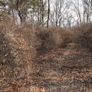 초록산등산로 이미지