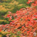 운악산단풍축제 2017 이미지