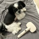 미용하는 강아지 | 세균,진드기로부터 강아지를 구하자 퍼벨로 케어펫스타일러 강아지브러쉬 구매후기