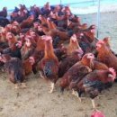 종가집토종닭 이미지