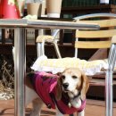 큐티애견 이미지