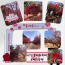 신안성장 | 신안 임자도 튤립정원 홍매화축제 지각생 뒷북치기 다녀온 후기