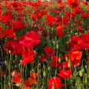 영소 농장 이미지