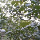 호두나무 이미지