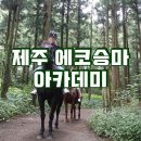 에코승마아카데미 이미지