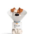 (주)펫투데이 이미지