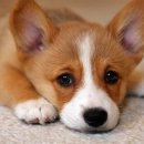 리베동물메디컬센터 이미지