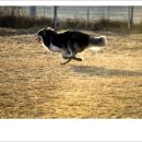 아이엠독 이미지