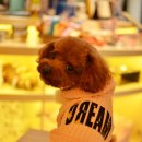 토미펫샵 이미지