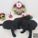 멍군애견 이미지