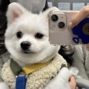 댕빌리지