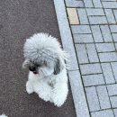 까까뿌숑 이미지