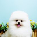 스카이윙 이미지