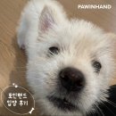 1873 | [❤️입양후기❤️] 1873. 하몽🐶