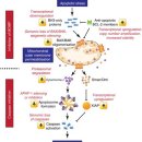 Re:Mitochondrial apoptosis: killing cancer using the enemy within 이미지