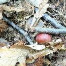 동오농장 | [아이와 체험] 서울근교 가을 밤따기 체험 | 양평 금호농원(내돈내산, 무척 솔직한 지극히 주관적 후기)