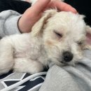 멍쉬멜로 이미지