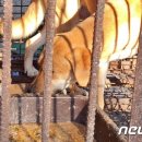 김건희 여사 개식용 종식 의지 표명…동물보호단체 "적극 지지" 이미지