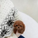 블리독 위례점 고양이강아지분양 말티푸 비숑 포메라니안 | 위례토이푸들분양 고민 없이 만나요