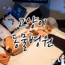 24시 파티마동물의료센터 이미지