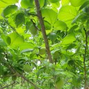 동전농축산 | [농업]발효식품-장류 제조방법, 특성, 가치