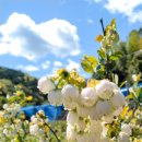 우치농장 이미지