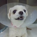 이룸외과동물병원 이미지