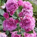 행주농장 이미지