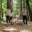 8코기네 이미지