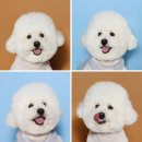 MIMI LAND | [해운대] 미미랜드스튜디오 / 부산증멍사진 / 부산애견스튜디오 / 부산반려견사진