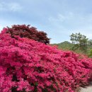 남미륵사 | 전남 강진 남미륵사 철쭉 꽃구경 후기