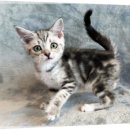 펫# | 울산 고양이 무료분양 서리펫 후기