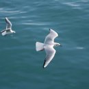 부산갈매기 이미지