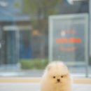 아르르펫 이미지