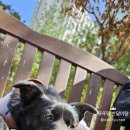 삼진셀프세차 | [하남탐험] 두블이 세차, 반려견동반 브런치