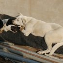 방목목장 이미지