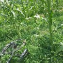 가서농장 이미지