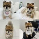 퍼피포피 이미지