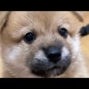 털뭉탱이 이미지