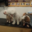 동건스애견카페 이미지