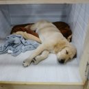 지지밍고 이미지